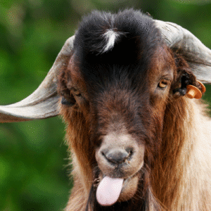 bok met zijn tong uit